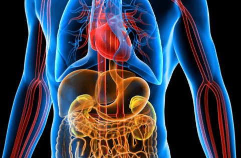 Intermittent Fasting & Your Metabolism: What Nutrition Science Really Says